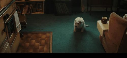 沙雕搞笑视频动漫鬼片,鬼片沙雕视频100集