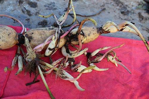 荷花怎样养才能开花,怎么养荷花可以一年四季都开花呢