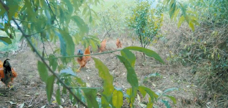 超有鸡味的阳山鸡,广东阳山鸡口感如何