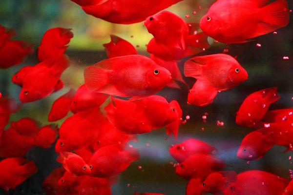 红鹦鹉鱼常见病及治疗方法,鱼缸鹦鹉鱼常见病怎么治