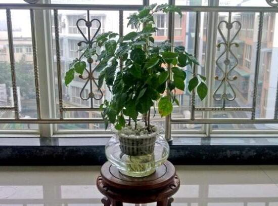 幸福树烂根补救方法,幸福树烂根了怎么补救