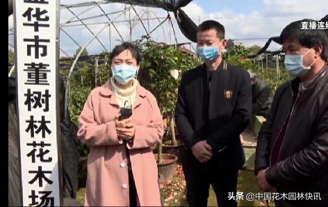 金华云上茶花节开幕式开播200多万花友网上赏茶花