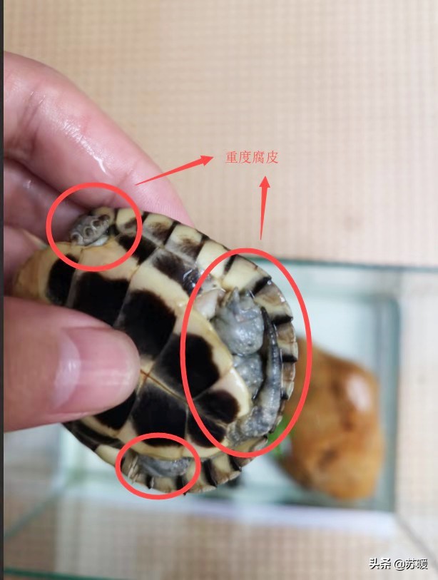 百多邦能治疗乌龟腐皮吗,阿莫西林治疗乌龟腐皮