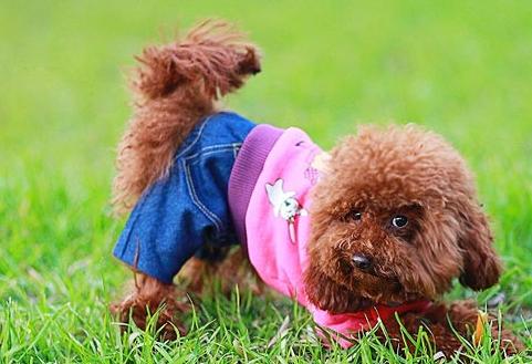 新手养泰迪要避免哪些错误,养泰迪必须知道的事