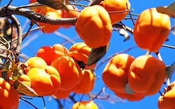 河北百柿酒39度多少钱一瓶,白柿酒