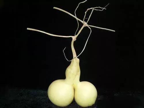 岂无雕刻者贵此成天性什么意思,异形葫芦雕刻