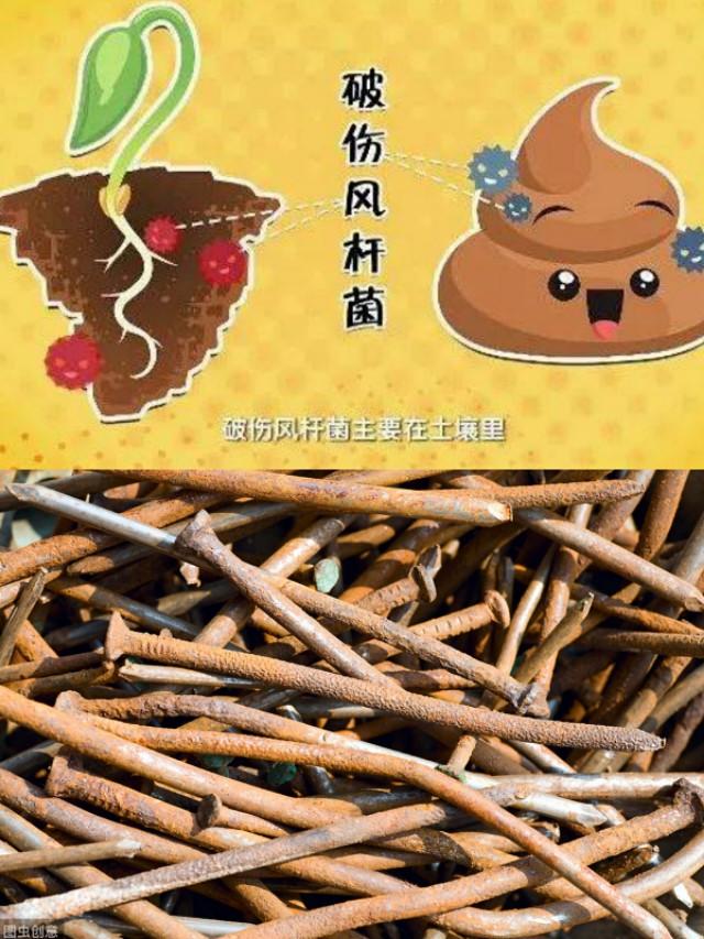 打完破伤风抗毒素后会得破伤风吗,破伤风抗毒素能预防破伤风吗