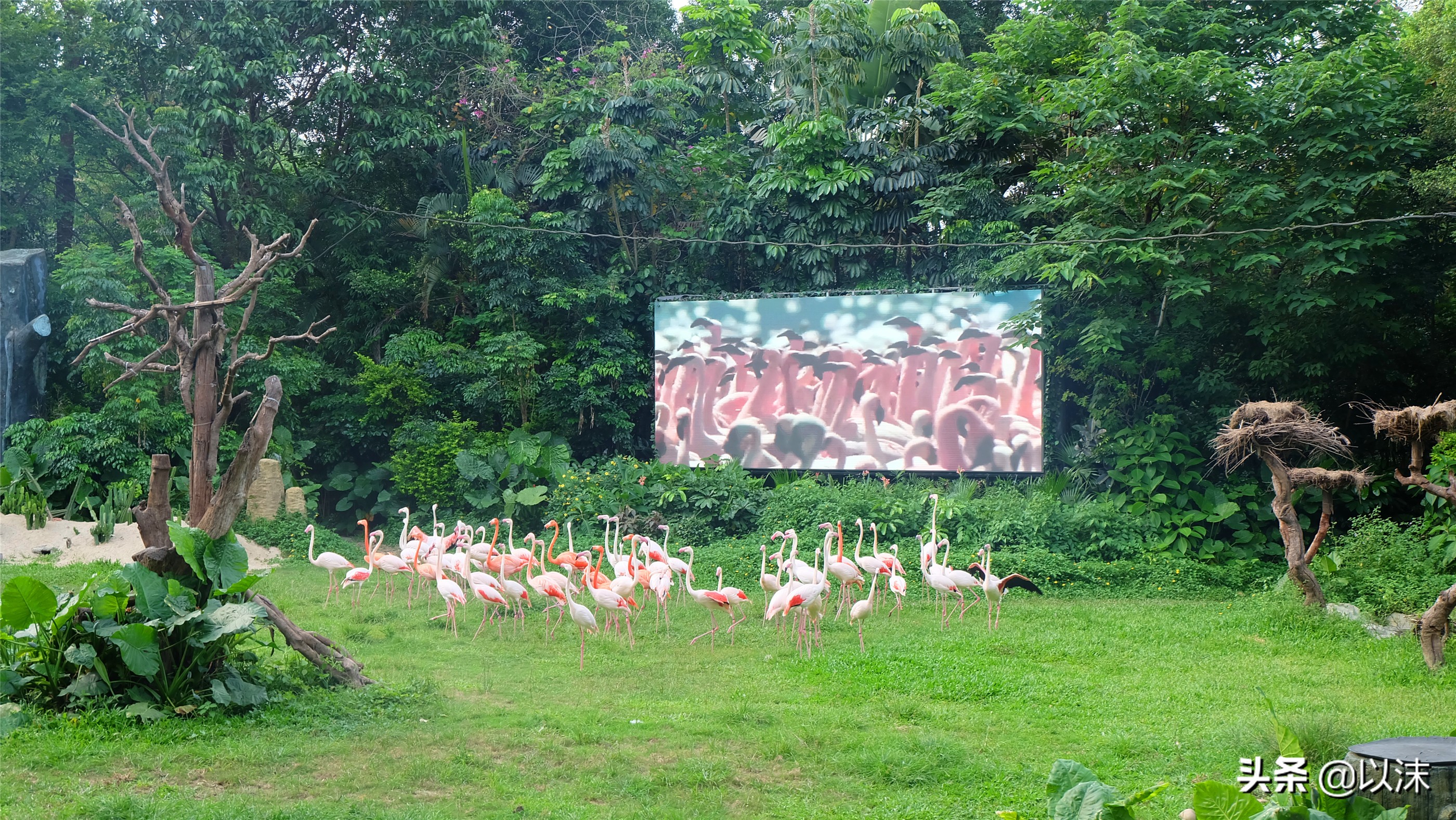 长隆野生动物世界游玩攻略,长隆野生动物世界带娃攻略