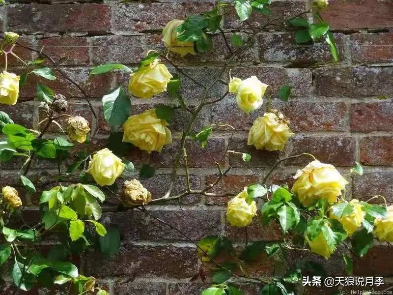 怦然心动的万人迷月季，原来从它而来（二）