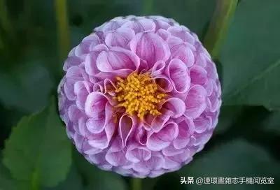 各种花的花语文案,花的花语100种