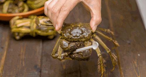正宗阳澄湖大闸蟹用什么绑的,揭秘阳澄湖大闸蟹不能说的秘密
