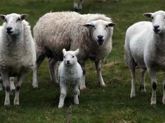 羊瘦弱的原因和解决方法,羊吃不下东西怎么办最有效的方法