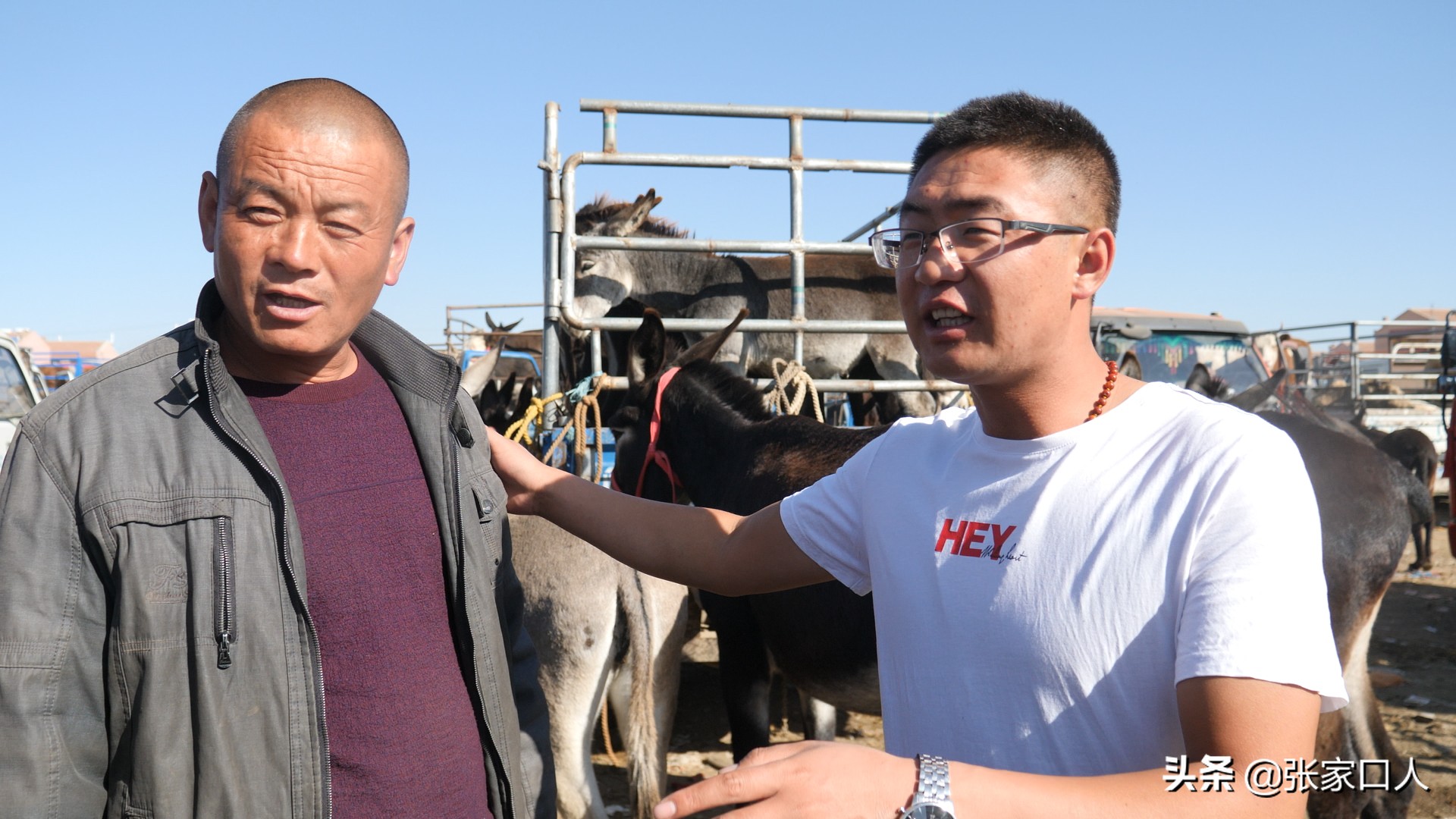 牙纪是古老的行业，在张北牲畜交易中心年轻人都在干，什么原因？