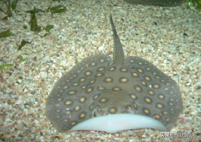 亚马逊十大凶猛植物,巴西亚马逊热带雨林动植物