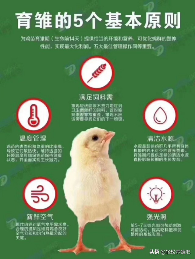 鸡气囊炎如何防治？这里有妙招