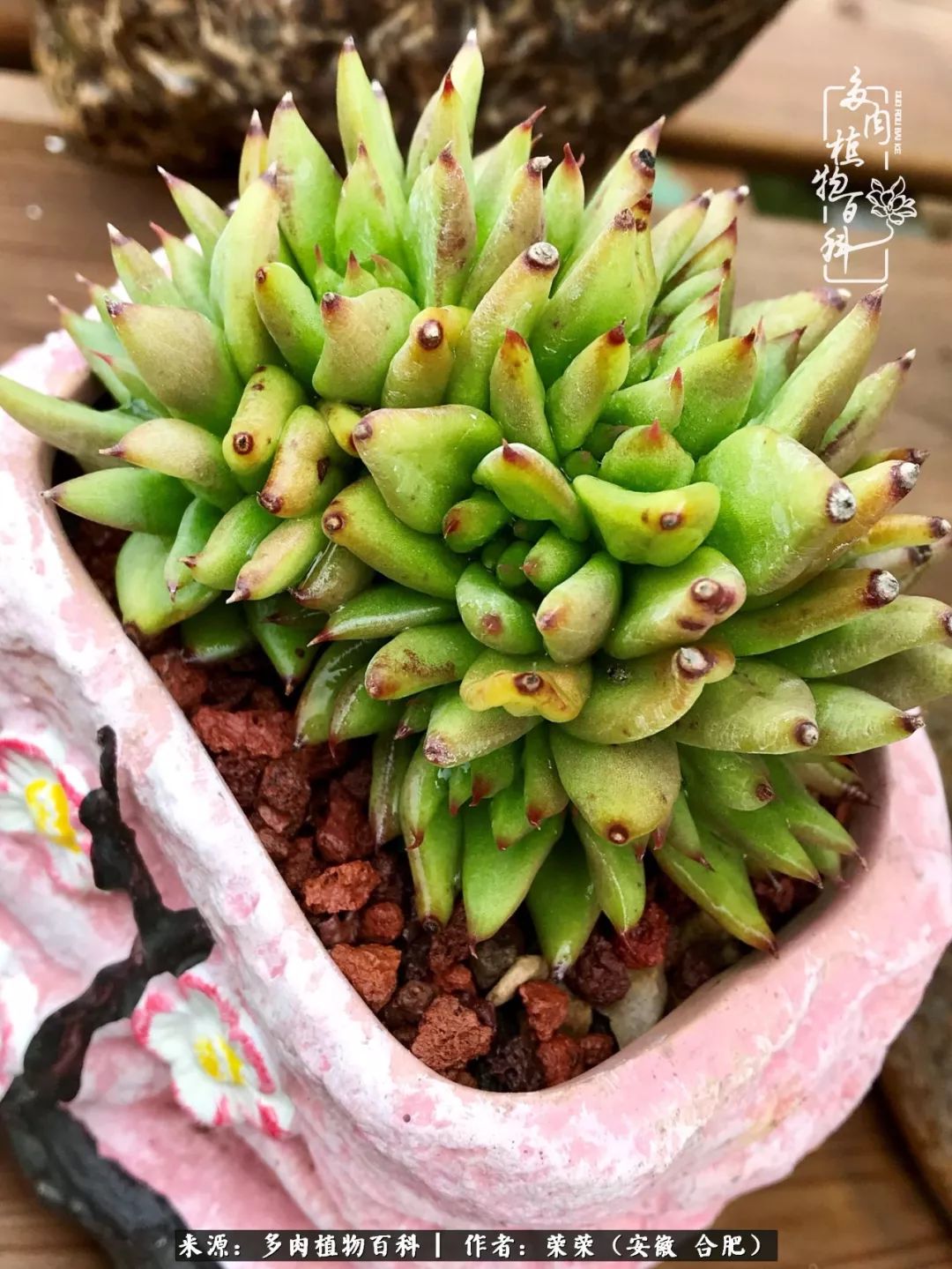 入秋后多肉是露养好还是室内养好,入夏后露养的多肉要搬进室内吗