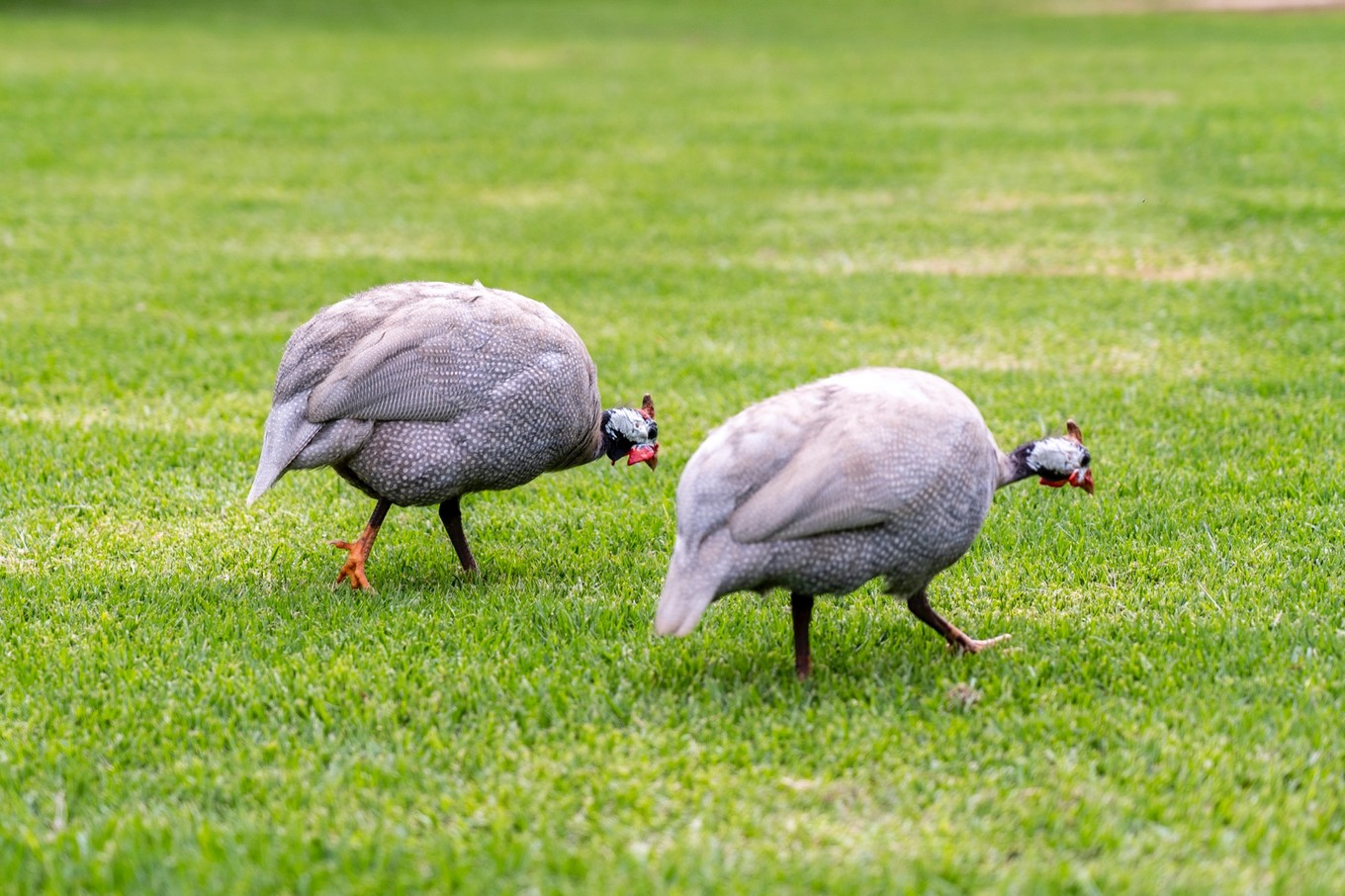南非自驾游,南非自驾游最新