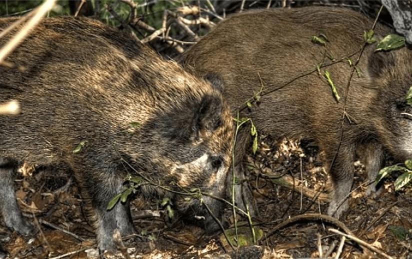 鹅粪可以驱蛇吗,蛇怕鹅粪吗