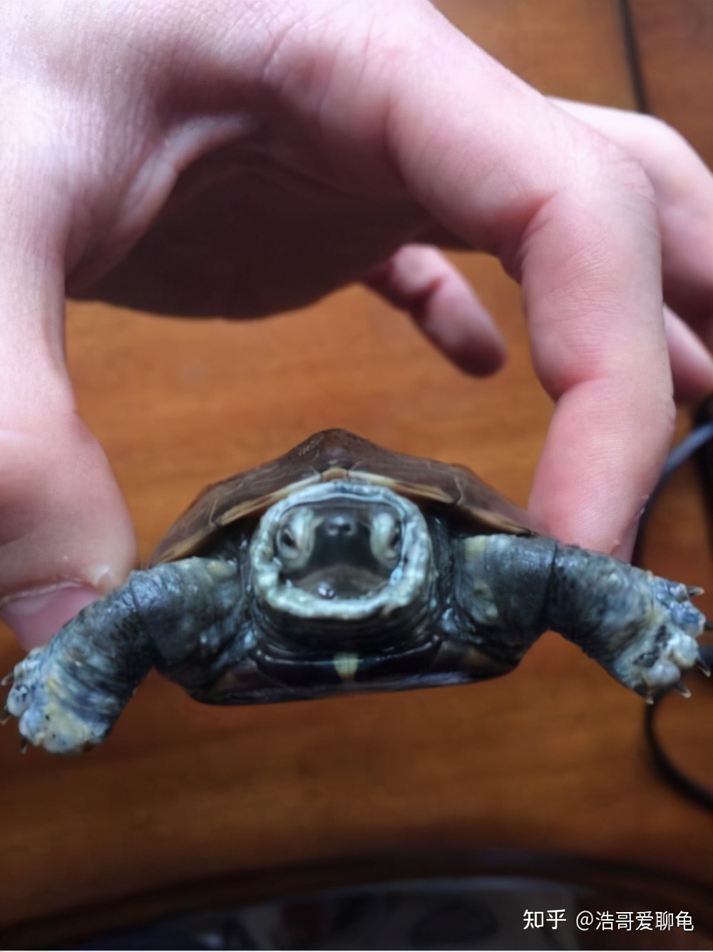 宠物龟泡腐皮净一般多久,幼龟长白点腐皮