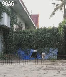 深圳猫市,深圳猫市场