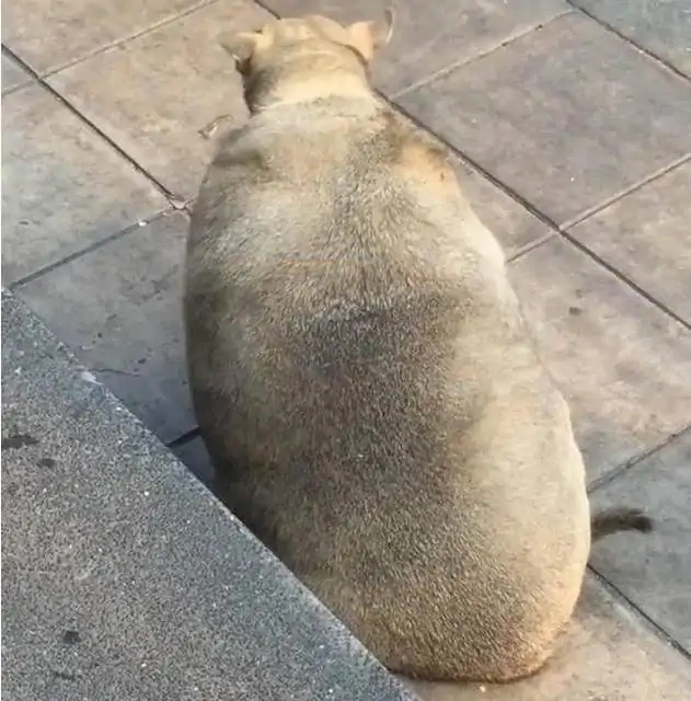 买狗如何避免被骗,网上买狗怎么防止病狗