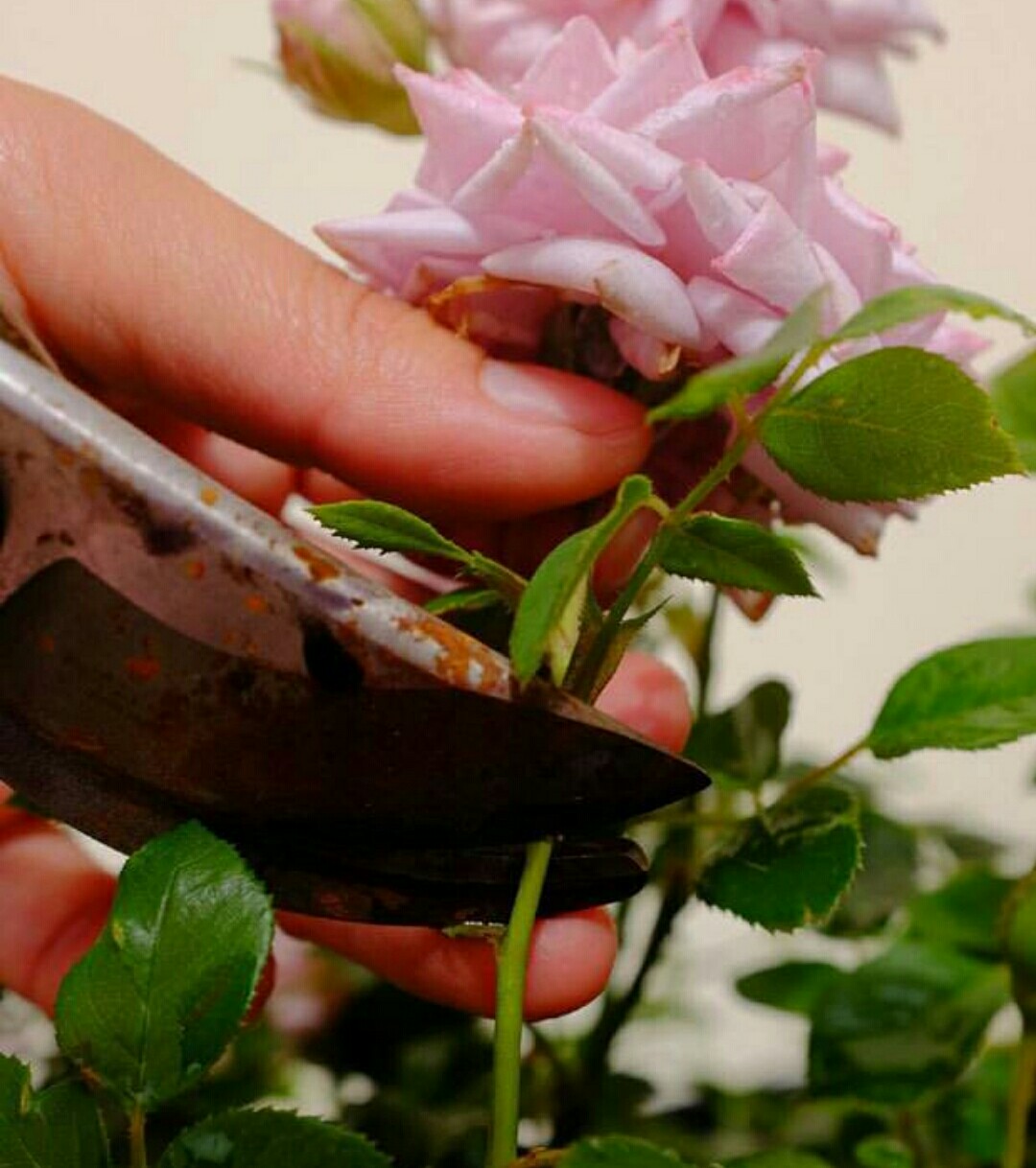 月季开完第一次花的养护与管理,藤本月季春天开花后怎么剪残花