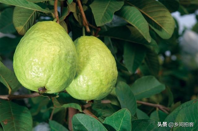 这些新奇水果你吃过吗,这些新奇水果你们吃过吗