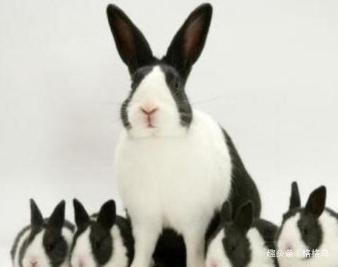 兔子喝水断肠而亡,为什么说兔子一喝水就会断肠