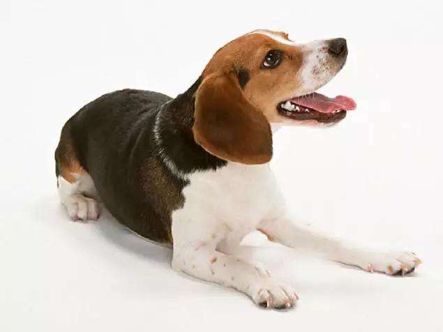 推荐各种狗狗的类型,10种有型罕见的狗狗