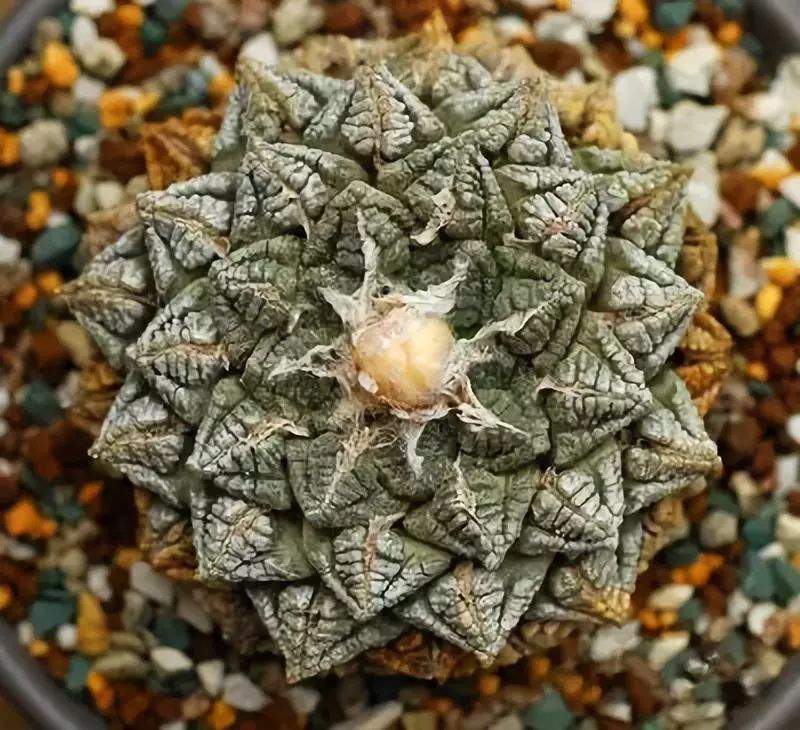 世界上最昂贵的花一朵价值1500万,世界上最高贵的花典雅图文