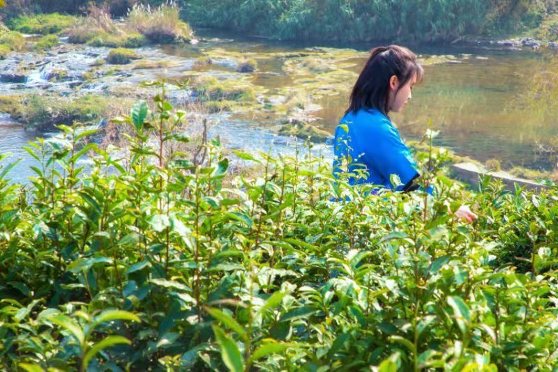 浔江源茶坊,安顺市茶馆