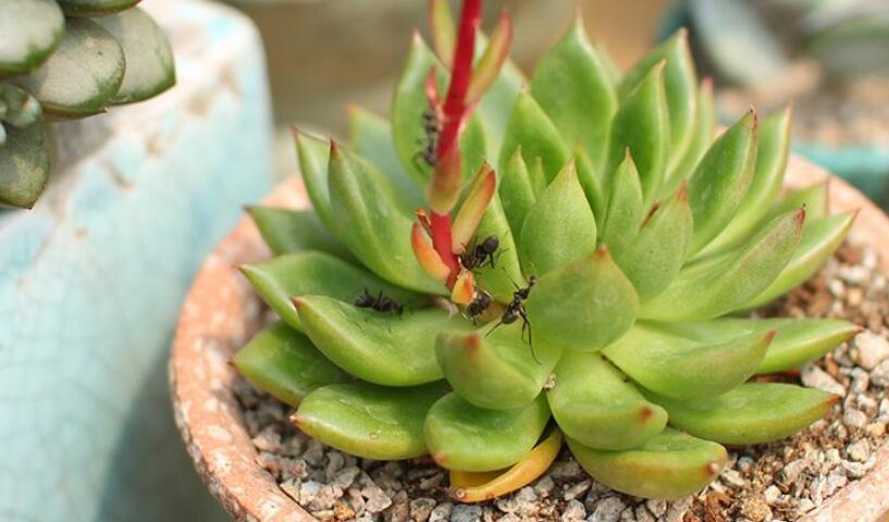 花盆里有红蜘蛛怎么处理,花盆土里有红蜘蛛怎么消灭最彻底