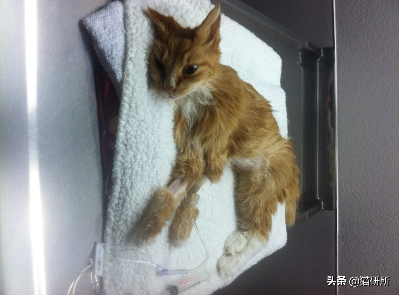 猫咪呕吐一般是什么原因导致的,导致猫咪呕吐的3大原因