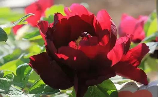 最适合赏花的花,视觉盛宴五种赏花名花供您选择