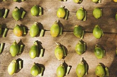 槟榔有什么作用秒懂百科,槟榔四消丸有什么效果