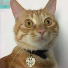 下班回家突然发现猫不见了,下班回家发现猫咪没精神