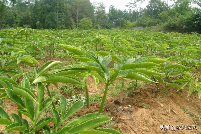 高产魔芋普通魔芋有什么不同,魔芋怎么种植才能高产