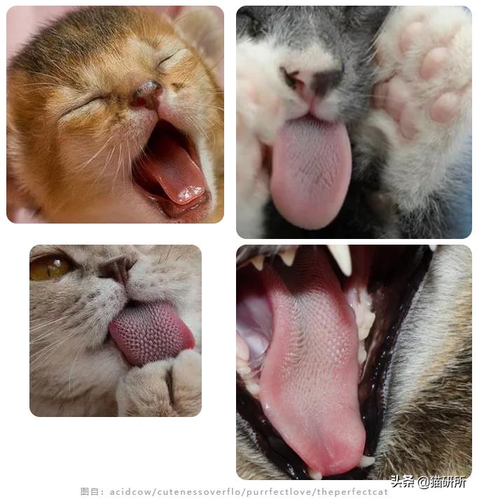 猫咪舌头上的“倒刺”其实是吸管？
