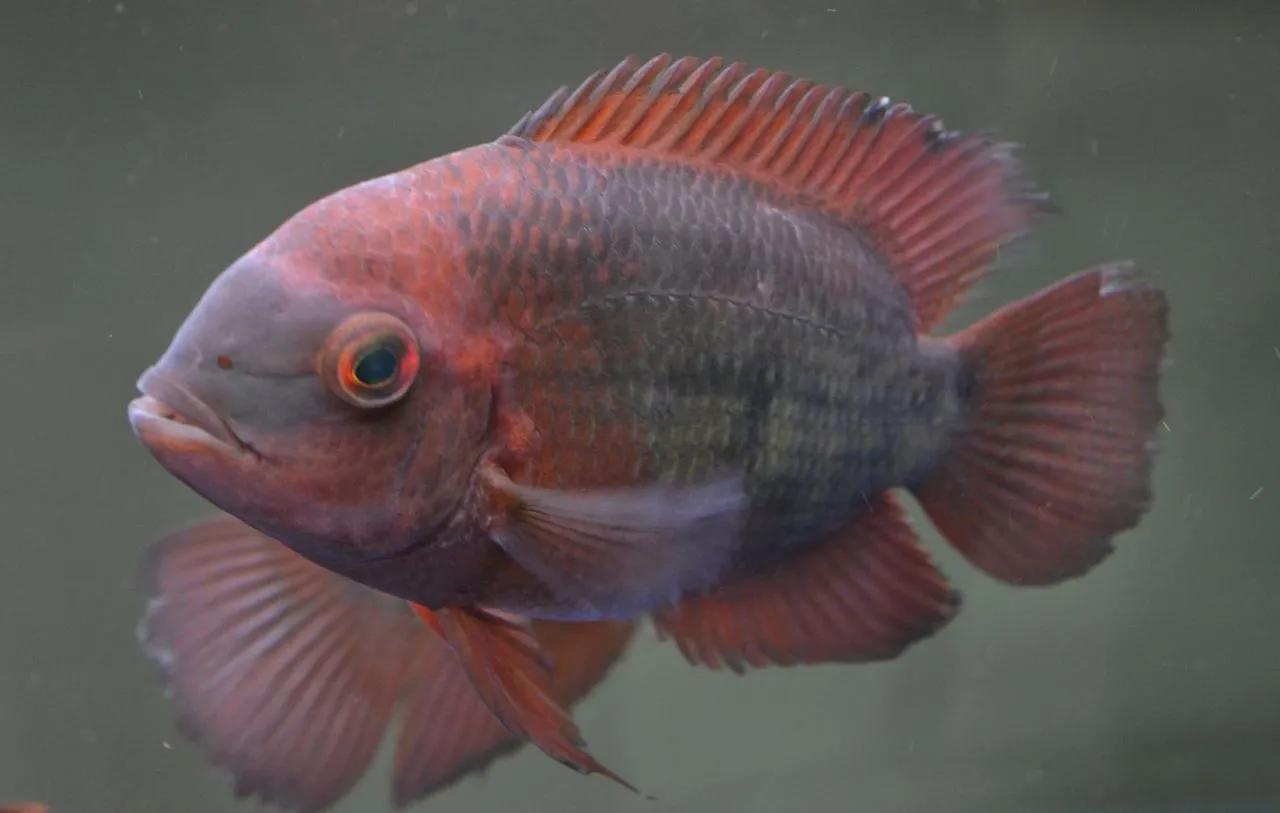 成品鱼缸上滤盒改造,制作一口鱼缸需要多少钱