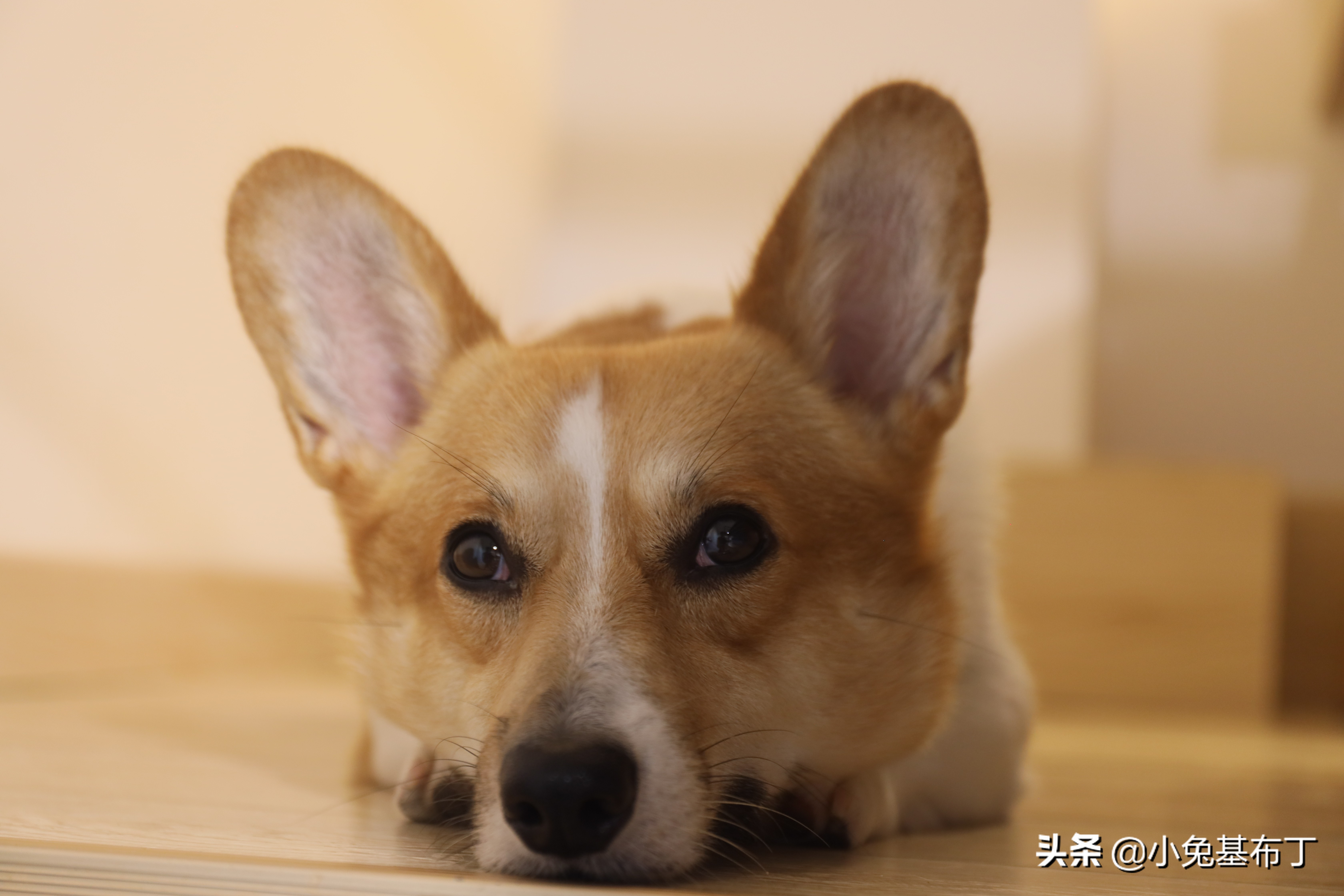 狗狗挑食不吃狗粮怎么办搞笑视频,狗狗厌食挑食的原因以及解决办法