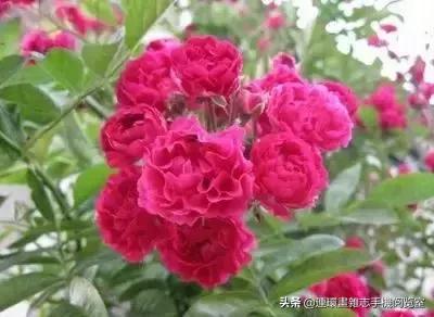 各种花的花语文案,花的花语100种