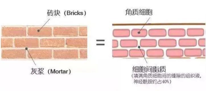 皮肤有自我修复功能吗,受伤皮肤自我修复过程