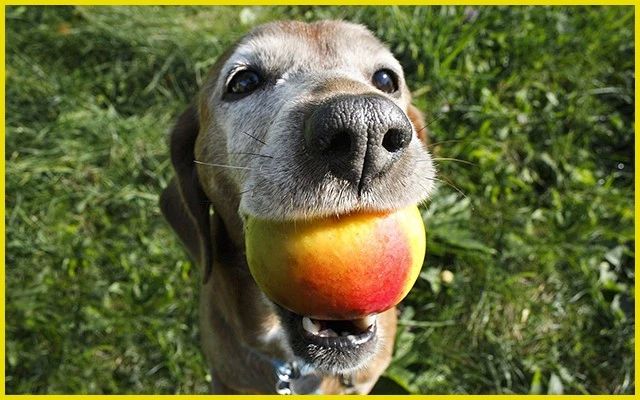 发现狗狗中毒怎么办,狗狗如果中毒第一时间怎么抢救