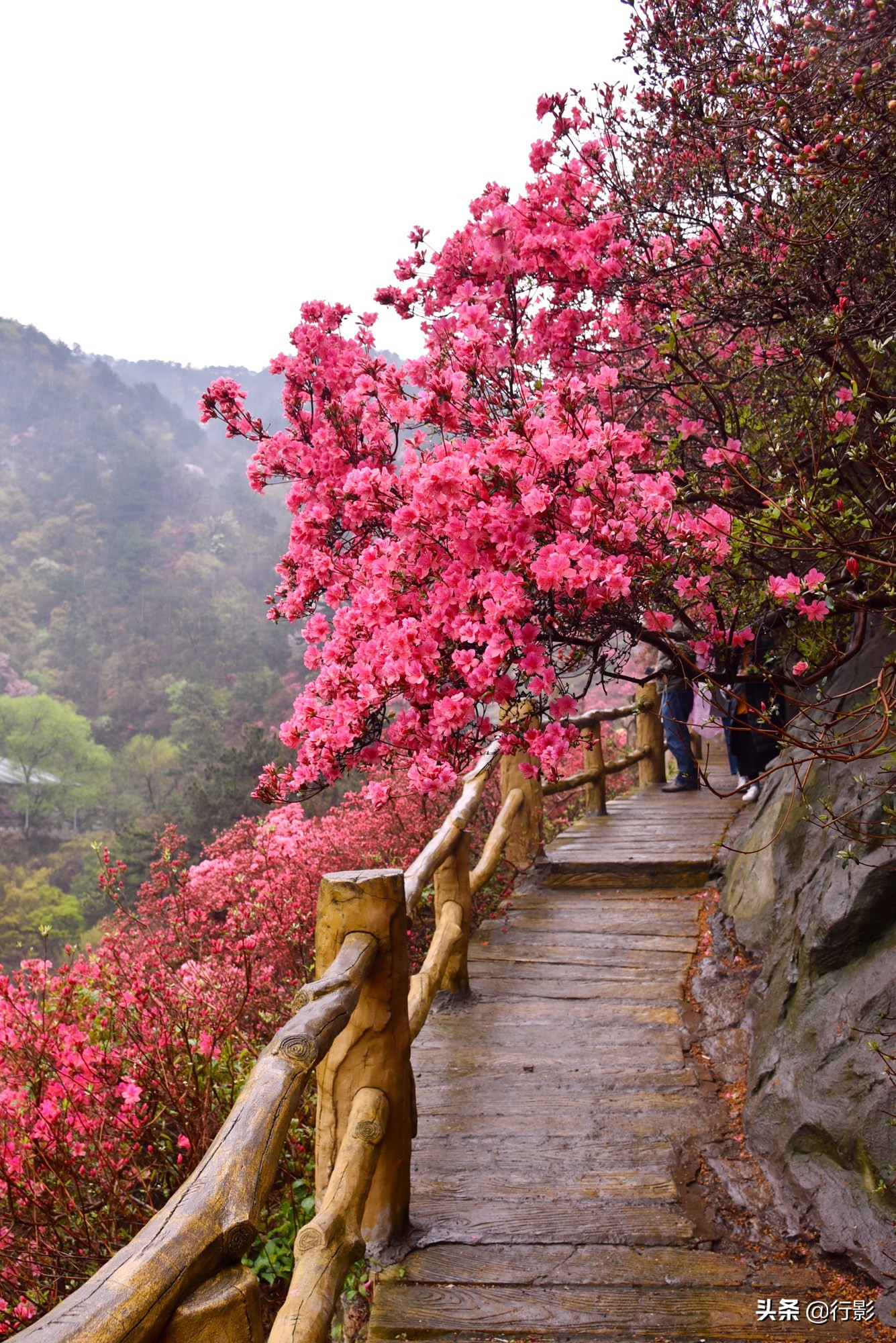 网红景点武汉云雾山,是何美景让三十万人趋之若鹜,天天爆满?