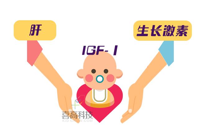 生长因子igf-1偏低要做磁共振吗,生长因子结合蛋白查什么的