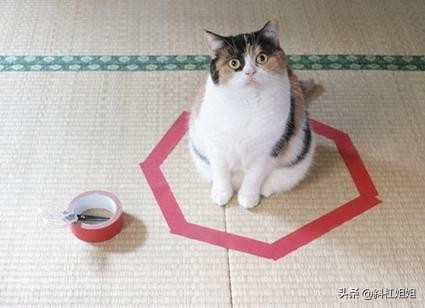 杀蛇要打七寸吗,打蛇为什么就必须得打死