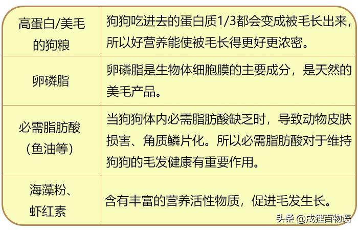 狗狗生病应该吃什么药最好,狗狗生病了不打算治了