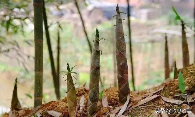 竹笋诗词精选三十一首,山中竹笋诗词