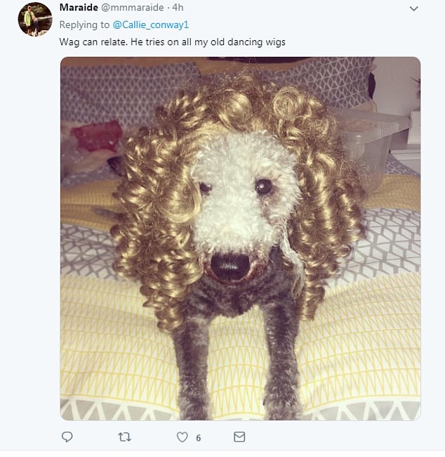 狗狗穿上衣服后有多帅气,狗狗穿上新衣服后直接逗笑主人