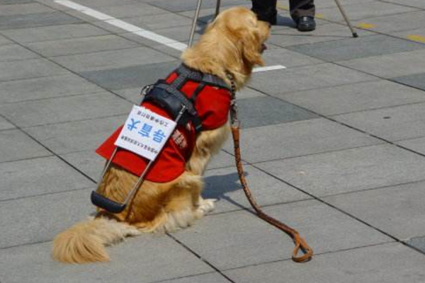 金毛与拉布拉多谁是更好的导盲犬,拉布拉多金毛导盲犬